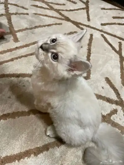 قط انثى هملايا 0