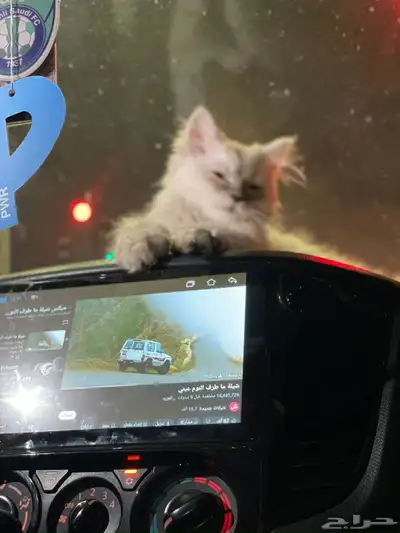 قط انثى هملايا 3