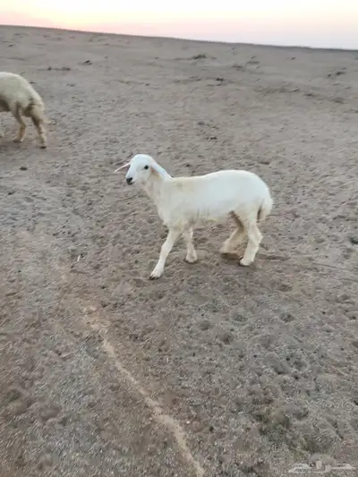 رخال للبيع 1