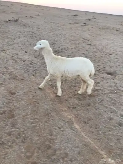 رخال للبيع 0