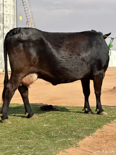 بقره جيرسيه 0