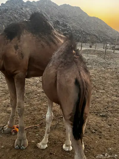 قعدان للبيع 5