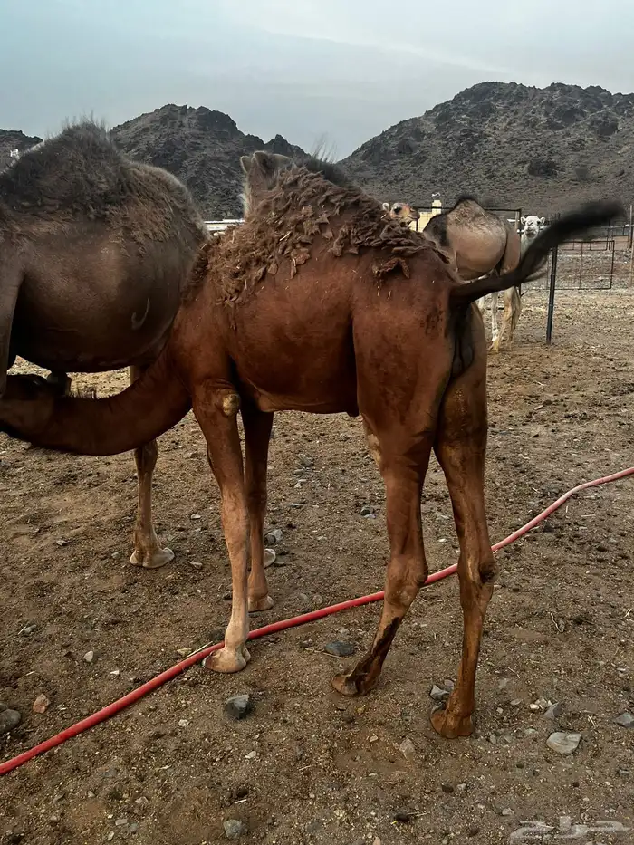 قعدان للبيع 0