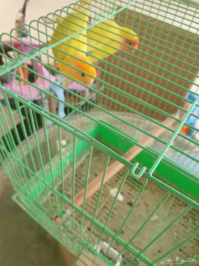 جوز طيور روز 2