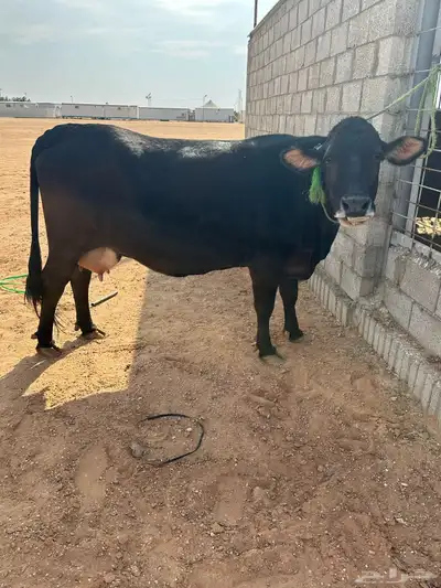 بقره جيرسيه 2