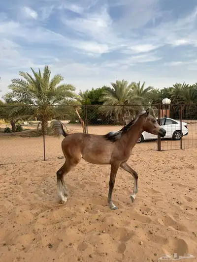 مهرة شعبية 2