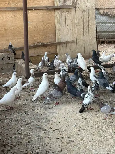 حمام سلفر وبلدي 0