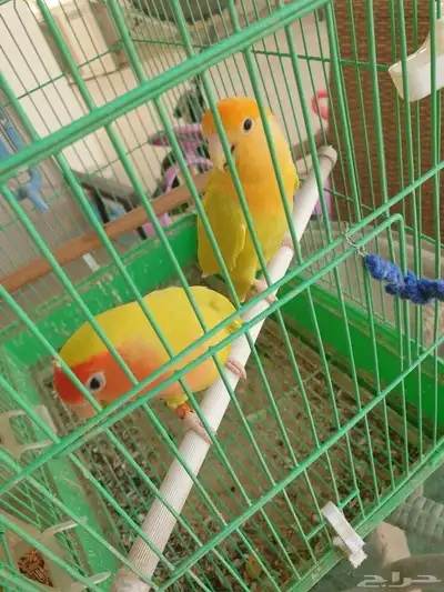 جوز طيور روز 3