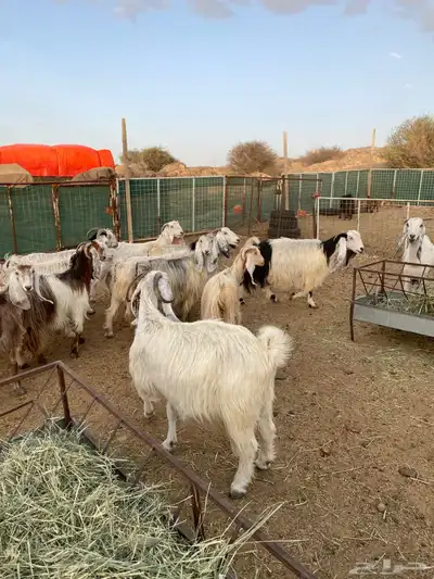 معزا 18 فوااخر 4