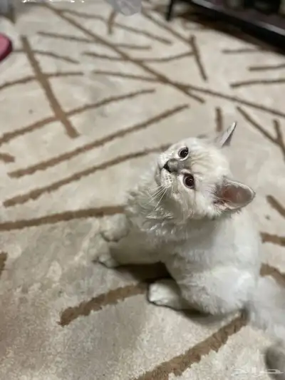قط انثى هملايا 1