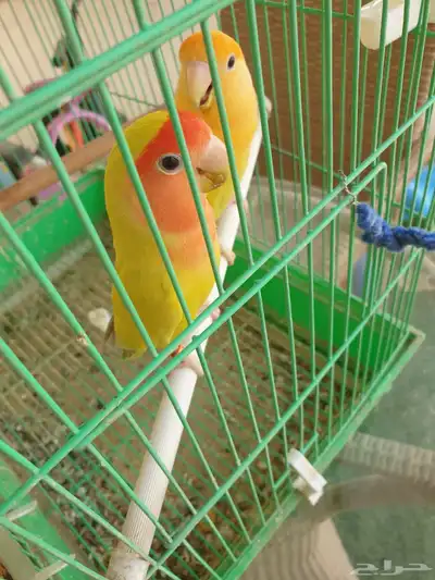 جوز طيور روز 1