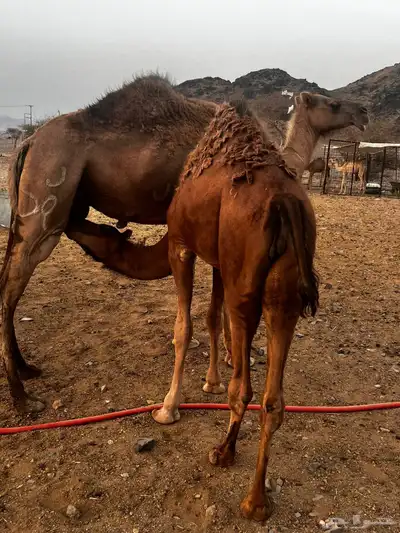 قعدان للبيع 1