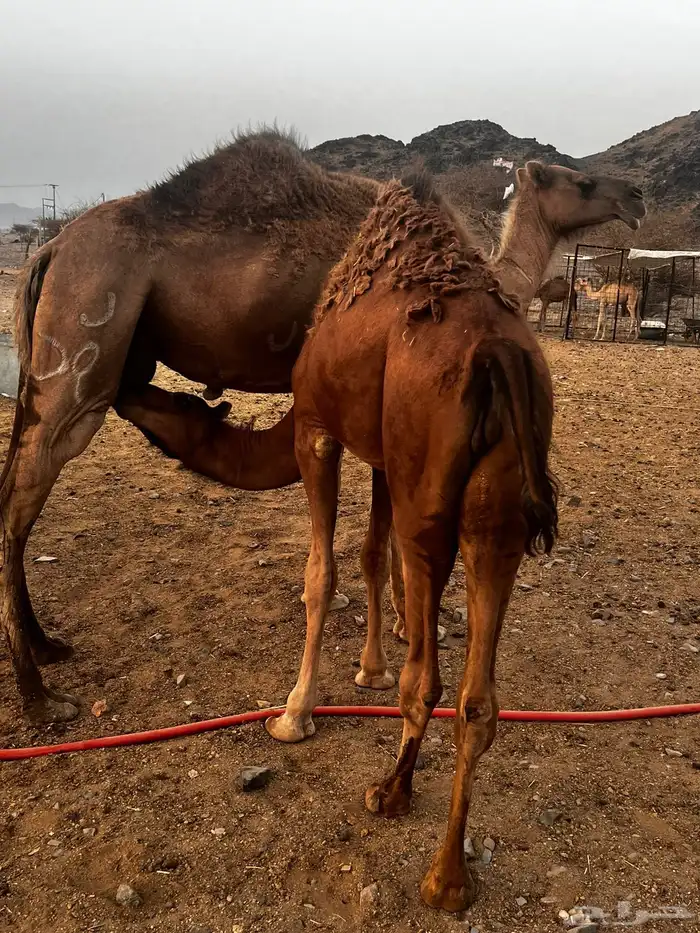 قعدان للبيع 1