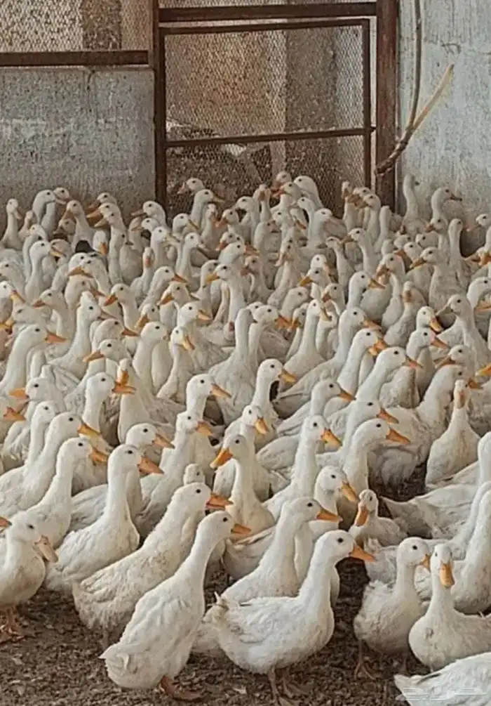 بط بكيني ذبح 30 الحبه وزن فوق كيلو 0