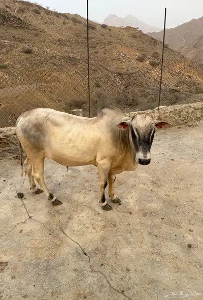 حسلان بلدي صغار اعمارها اقل من سنه 2