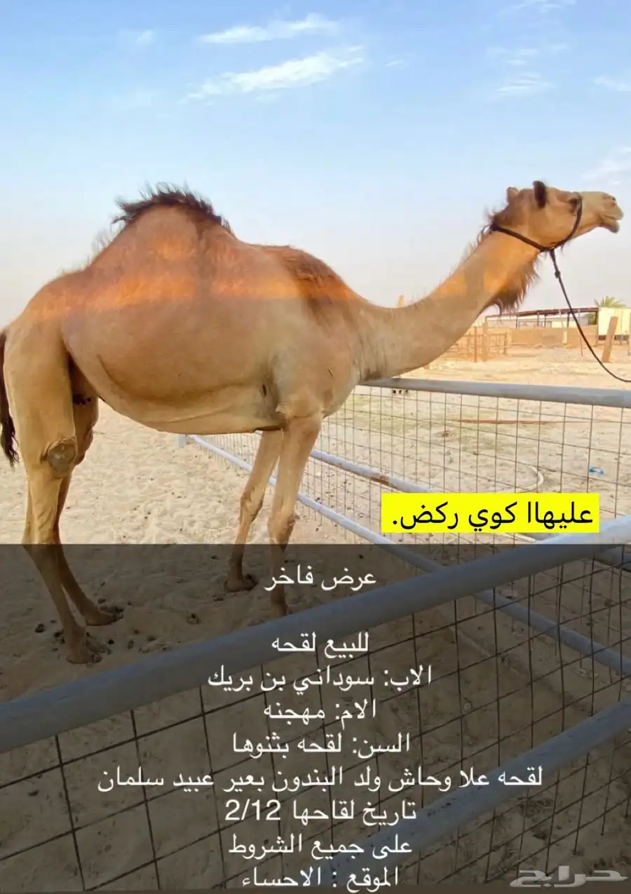 ذلول هجن للبيع 0