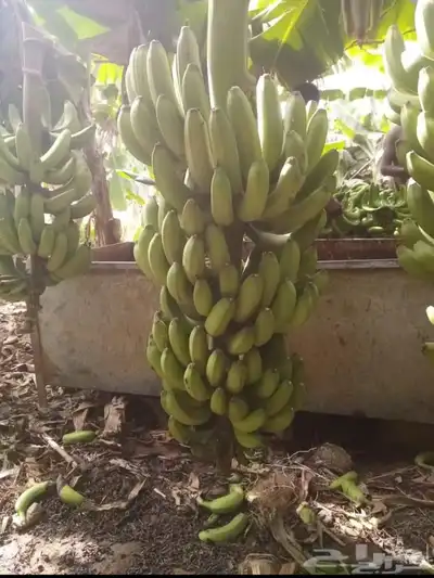 شتلات موز امريكي جراند 3