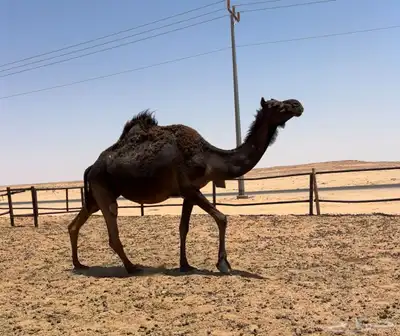 لقحه ملحاء طيبه 0