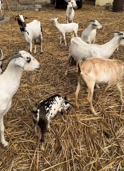 للبيع غنم معزاء 4