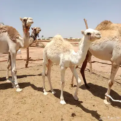 قعدان 1