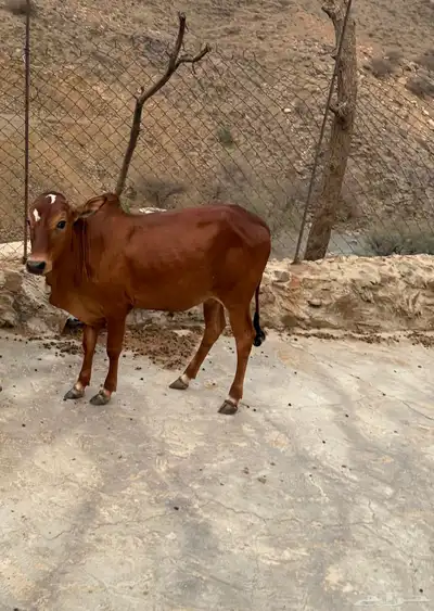 حسلان بلدي صغار اعمارها اقل من سنه 0