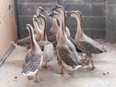 وز عراقي 0
