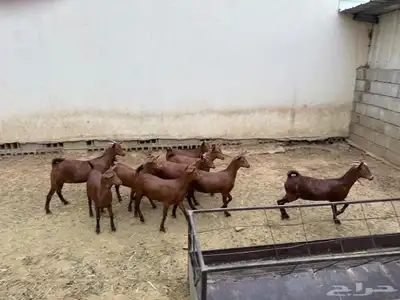 عنقان للبيع 0