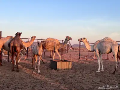 نياق البيع 3