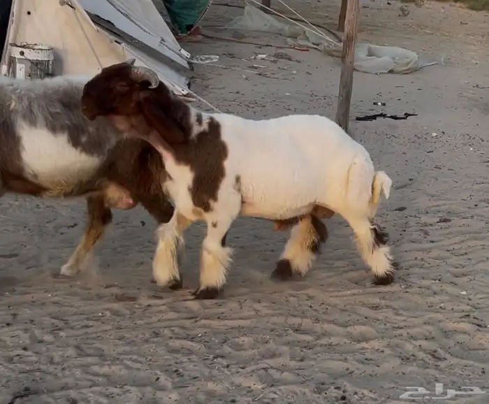 طلي نعيم صنف فاخر فاخر 2