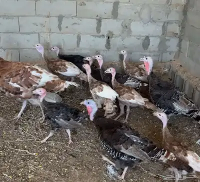 للبيع رومي سوبر جامبو 0