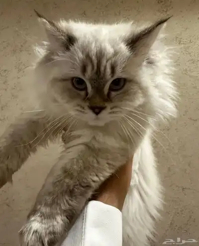 قط هملايا للتبني 2