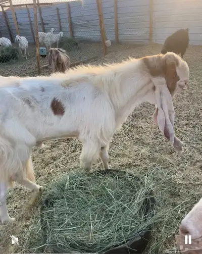 للبيع تيس فحل شرط القريع سنه بديت تامه وأنتجه طيب 0
