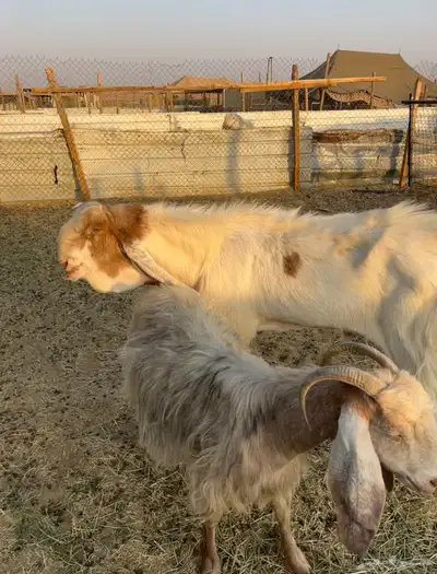 للبيع تيس فحل شرط القريع سنه بديت تامه وأنتجه طيب 3