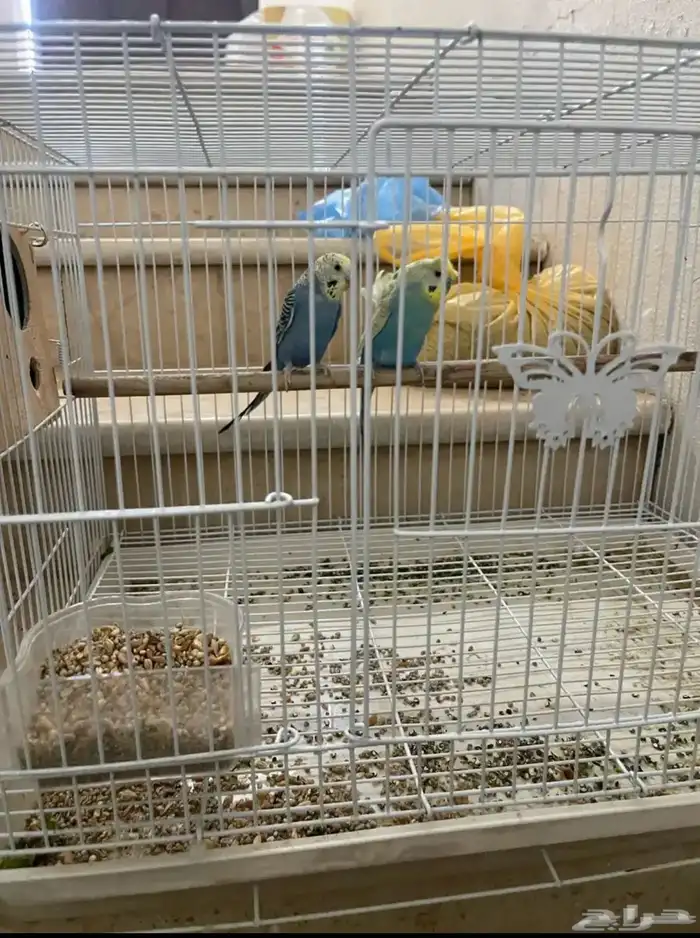 طيور شرورة 0
