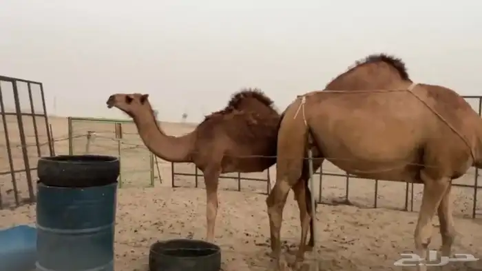 ناقه ساحليه خلفه طول وجرم 1