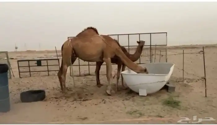ناقه ساحليه خلفه طول وجرم 0