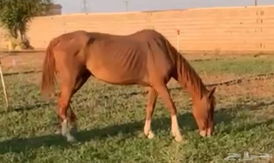 فرس شعبية شيخه 0
