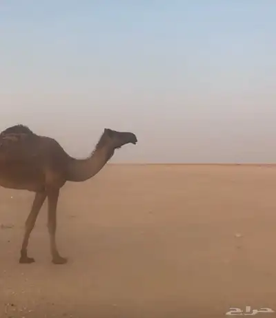 جدعه مجهم صفراء للبيع 0