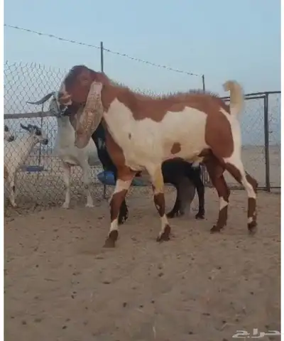 جده 3