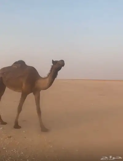 جدعه مجهم صفراء للبيع 1