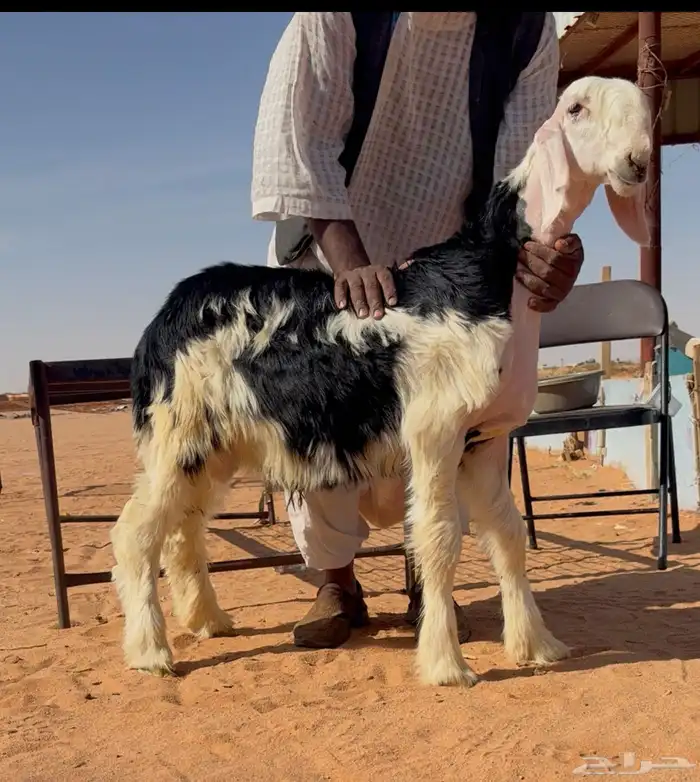 طلي مشروع فحل نادر 0