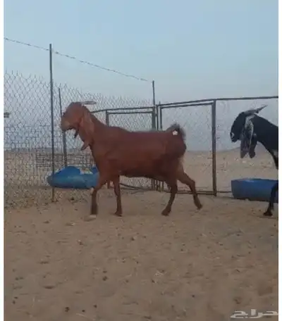 جده 5
