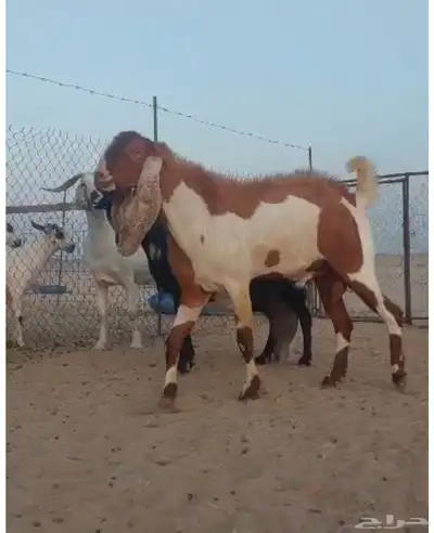 جده 0