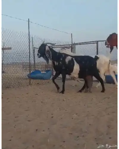 جده 1