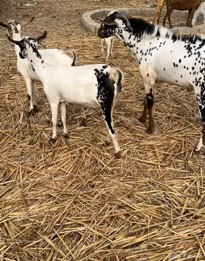 للبيع غنم معزاء 2