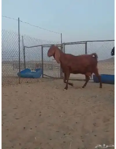 جده 2