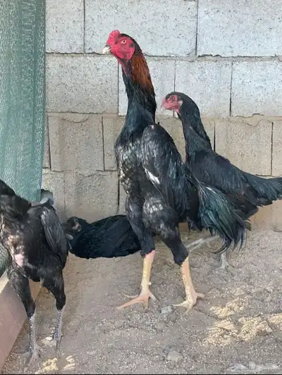 دجاجة شامو الماني اسود صك كوبرا هزاز 8