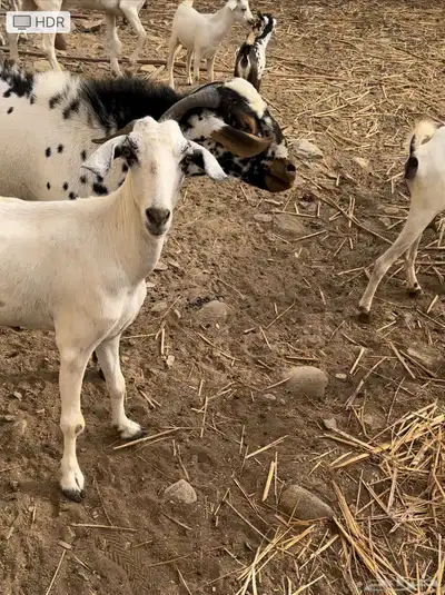 للبيع غنم معزاء 1