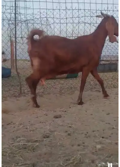 جده 4