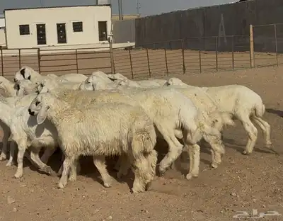 بهم حريات طيبه العدد 19 كلها خرفان ماعدا ثنتين رخال 4